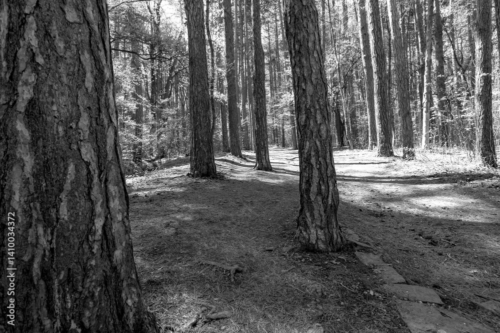 Naklejka premium A black and white photograph capturing the timeless beauty of a pine forest
