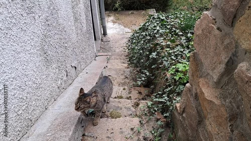 Cat enjoying a warm spring day on the farm