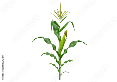 A vibrant green corn plant, its tall, slender leaves standing out against a clean white background