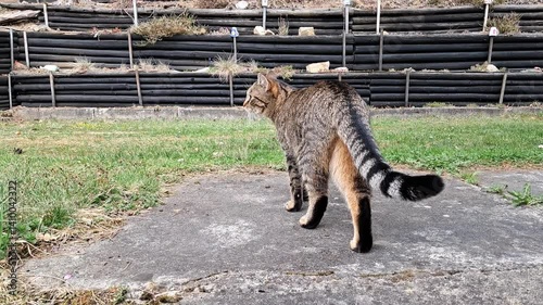 Cat enjoying a warm spring day on the farm