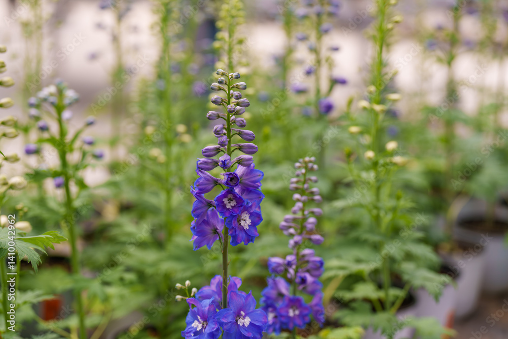 Fototapeta premium Close-up photo of purple Delphinium elatum flower blooming in spring