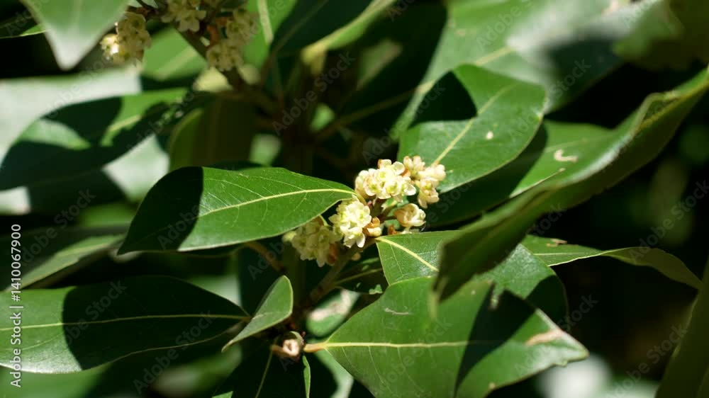 Laurel tree (Laurus nobilis) blooms with yellow flower buds and green succulent leaves in the sunlight Laurel tree (Laurus nobilis) blooms with yellow flower buds and green succulent leaves in the sunlight