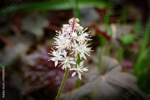white Flower head of an .Wherry's foamflower .Tiarella wherryi in April in Europe in front of a blurred brown background