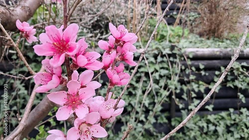 Peach blossoms. Warm spring day.