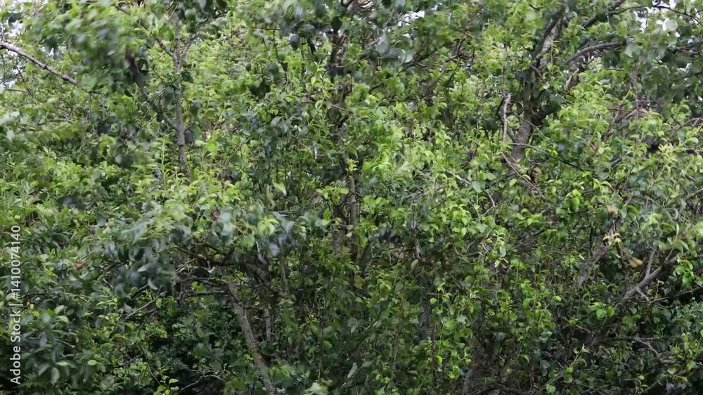 Summer Wind Storm Gusts Sway Pear Tree Branches along with Plum, Elder, and Hawthorn Trees Summer Wind Storm Gusts Sway Pear Tree Branches along with Plum, Elder, and Hawthorn Trees