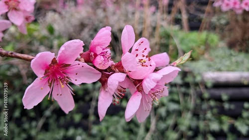 Peach blossoms. Warm spring day.