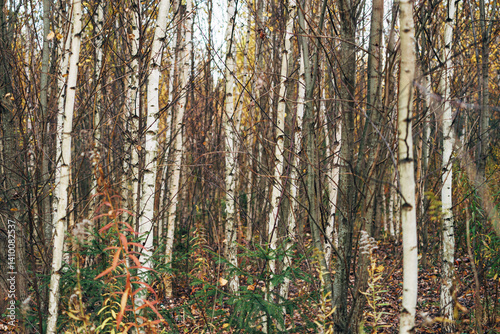 Young birch trees forest in autumn. Natural background with trees trunks