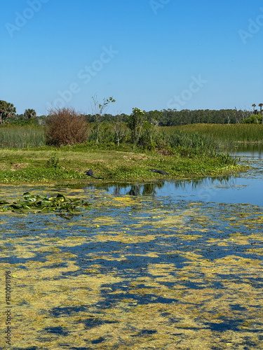 The landscape at the Orlando Wetlands park in Orlando, Florida
