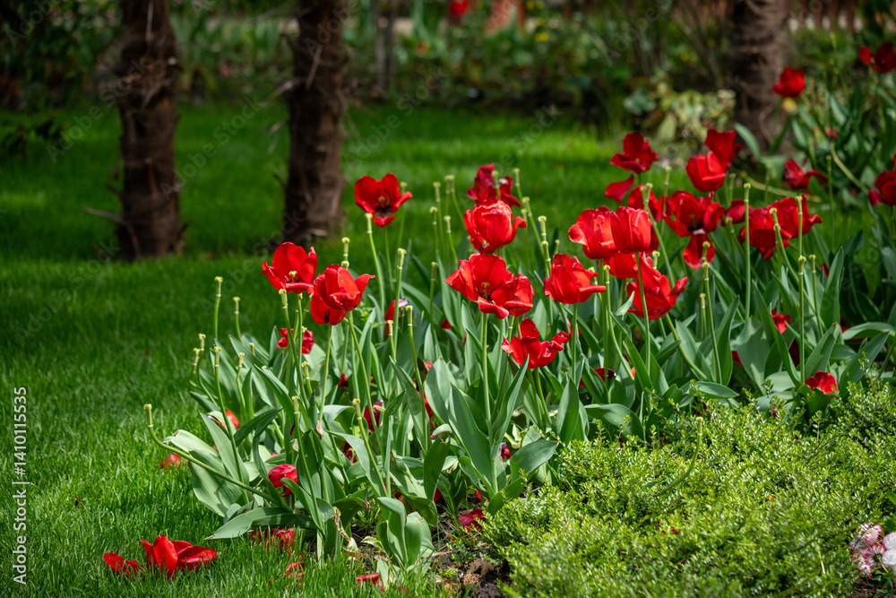A beautiful garden with red flowers and green grass A beautiful garden with red flowers and green grass