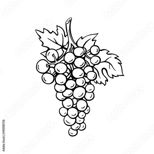 Bunch of ripe grapes with leaves. Hand drawn vector outline illustration of grapevine on white background. Graphic element for flyers, posters, vineyard and winemaking printing design