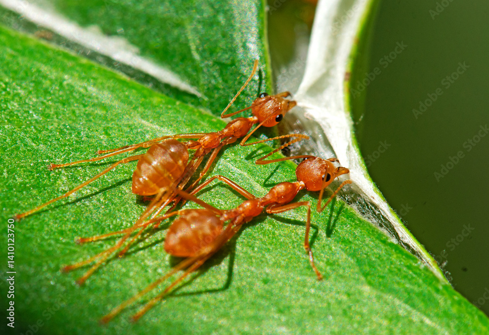 BUILDER ANTS BUILDER ANTS