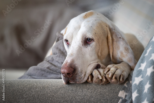 A cute hunting dog (chien the franche comte or porcelaine) on the sofa photo