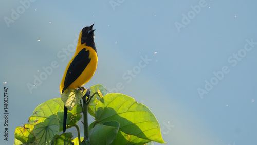 Turpial toche, turpial dorsidorado, turpial monta√±ero, bolsero dorso dorado, Icterus chrysater, Yellow-backed Oriole
