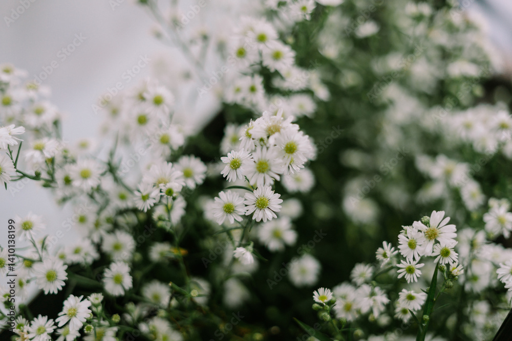 Delicate white aster flowers blooming softly, romantic floral background Delicate white aster flowers blooming softly, romantic floral background