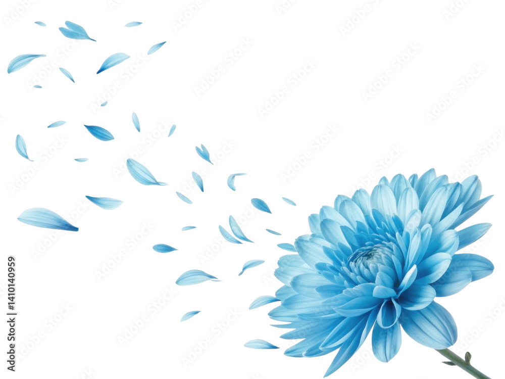 Obraz premium beautiful blue chrysanthemum flower gracefully releases its delicate petals, creating serene and calming atmosphere