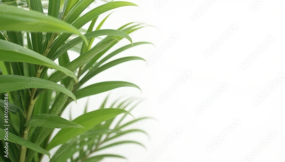Fototapeta premium Lush Green Tropical Leaves on White Background