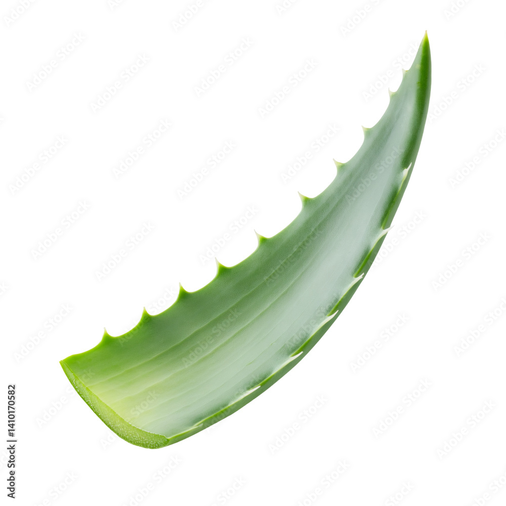 Single green aloe vera leaf isolated on transparent background, ideal for beauty or healthcare projects