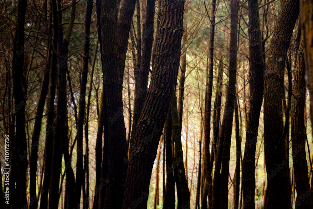 Fototapeta premium morning in the forest