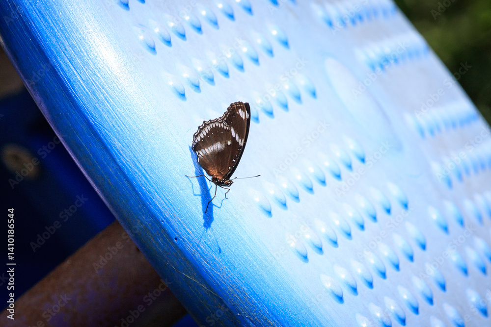 Great Eggfly Butterfly Resting on Blue Surface