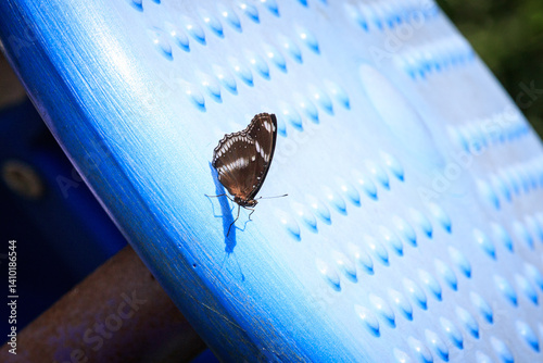 Obraz na płótnie Great Eggfly Butterfly Resting on Blue Surface w salonie
