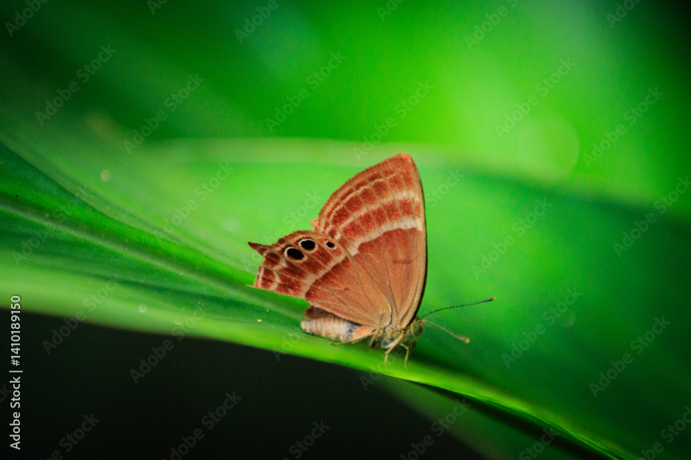 Plum Judy Butterfly (Abisara echerius) Resting on Green Leaf