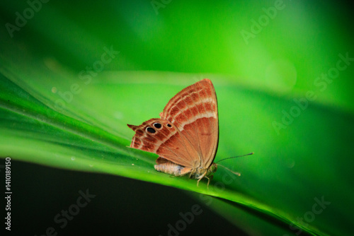 Obraz na płótnie Plum Judy Butterfly (Abisara echerius) Resting on Green Leaf w salonie