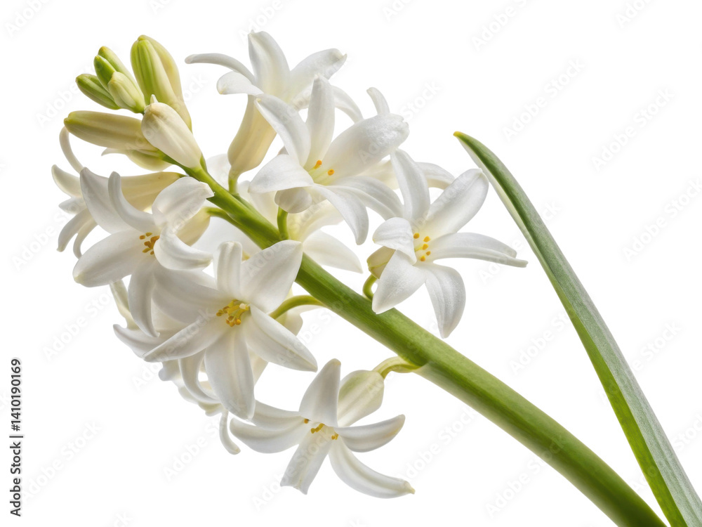 Fototapeta premium beautiful hyacinth flower showcases delicate white petals and vibrant green leaves, creating serene and elegant display