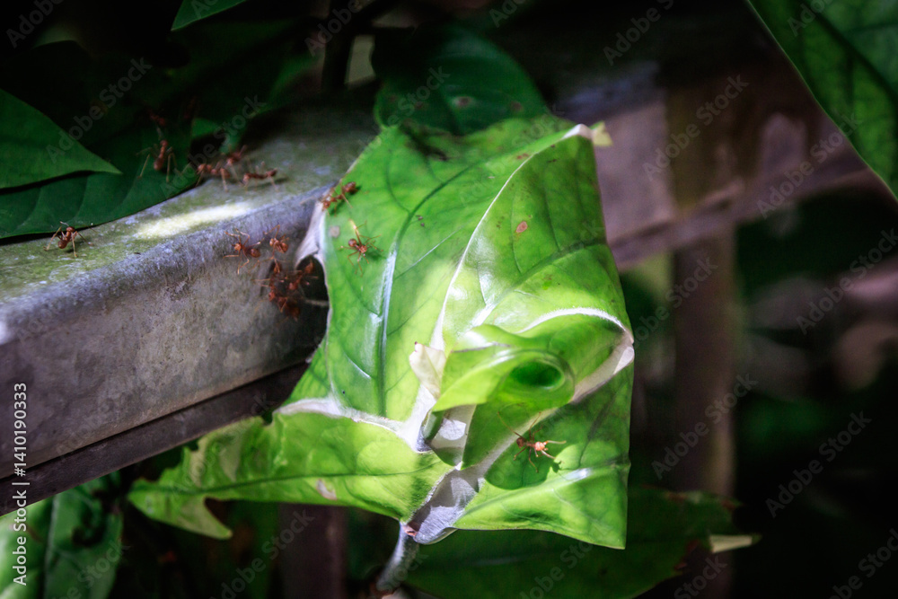 Weaver Ants at Work – Oecophylla smaragdina Nesting on Leaf in Hong Kong