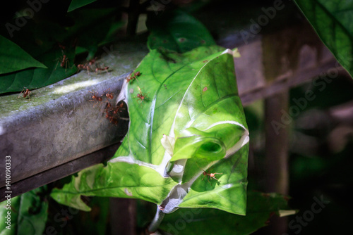 Obraz na płótnie Weaver Ants at Work – Oecophylla smaragdina Nesting on Leaf in Hong Kong w salonie