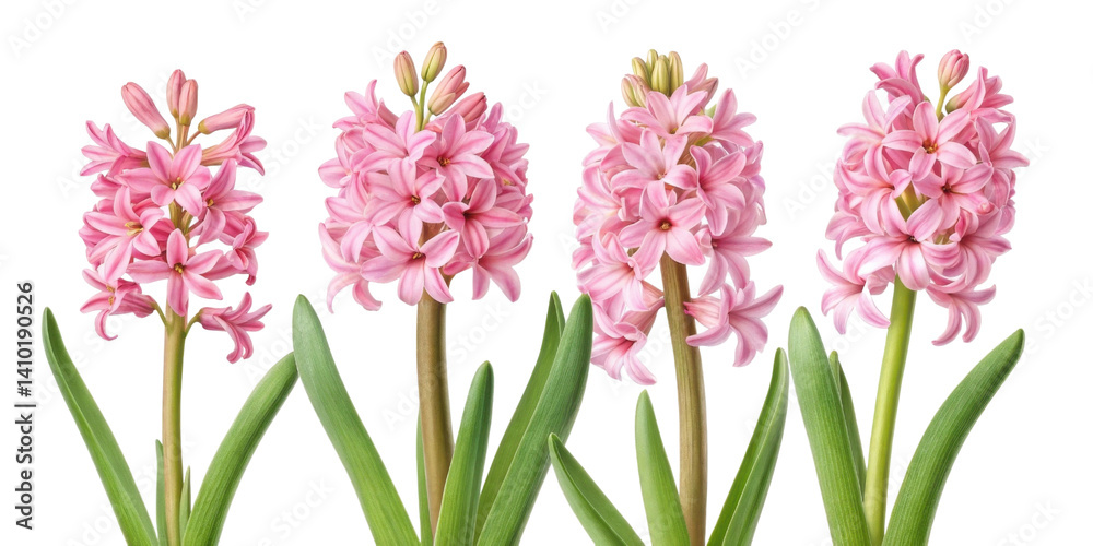 Fototapeta premium Beautiful hyacinth flowers bloom gracefully, showcasing their vibrant pink petals and lush green leaves, creating stunning floral display