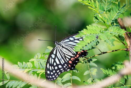 Red Ring Skirt Butterfly (Hestina assimilis) on Green Foliage photo