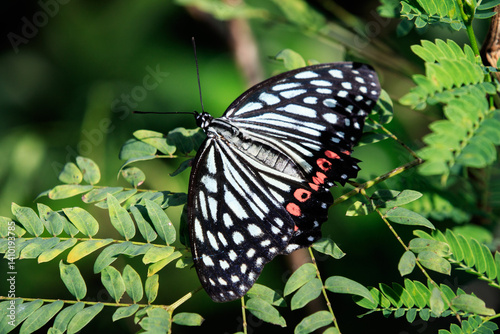 Red Ring Skirt Butterfly (Hestina assimilis) on Green Foliage photo