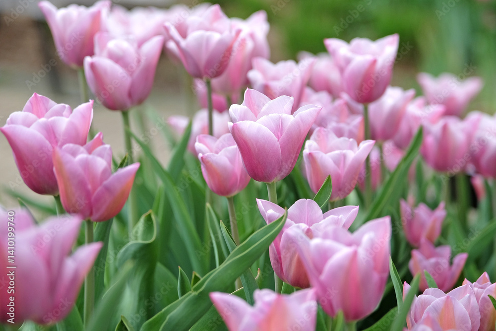 Fototapeta premium Pink Tulipa ‘Mistress Mystique’ triumph tulip in flower.