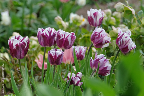 Purple and white variegated triumph Tulip ‘Rems Favourite’ in flower.