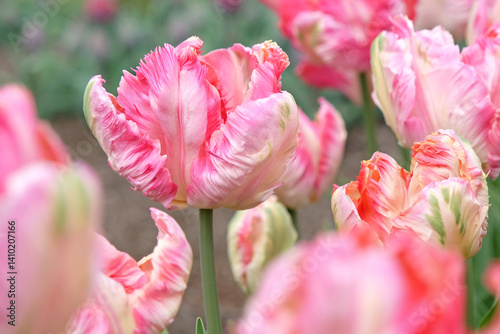 Cream, pink and green ruffled parrot Tulip, tulipa ‘Apricot Parrot’ in flower. photo