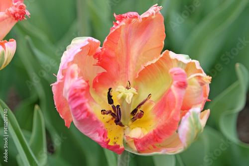 Cream, pink and green ruffled parrot Tulip, tulipa ‘Apricot Parrot’ in flower. photo