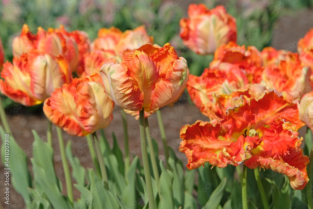Orange and yellow frilled parrot Tulip, tulipa ‘Parrot King’ in flower. Orange and yellow frilled parrot Tulip, tulipa ‘Parrot King’ in flower.