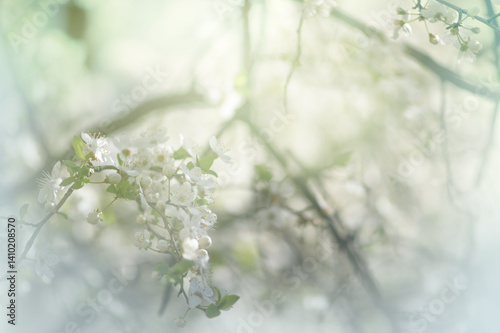 Cherry tree blossom, flowers blooming in spring garden, mysterious fairy tale springtime floral misty background with delicate sakura bloom, dreamy nature landscape toned in retro vintage colors.