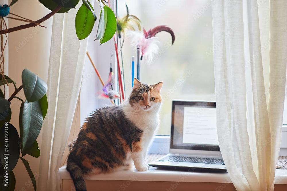 Calico Cat Sitting by Window