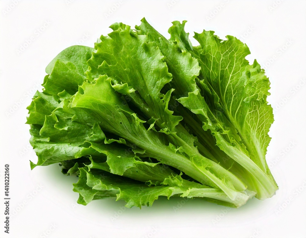 Fresh Green Chicory Salad Leaves Bundle Closeup Image white background Generative AI Fresh Green Chicory Salad Leaves Bundle Closeup Image white background Generative AI