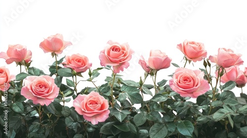 Pink Roses on White Background