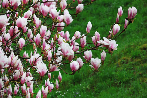 Magnolia flower blooming, flowers against blue sky, close up