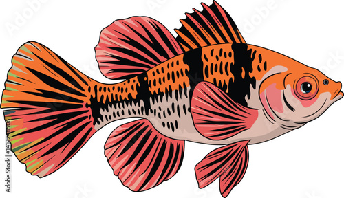 Cute Siamese Fighting Fish