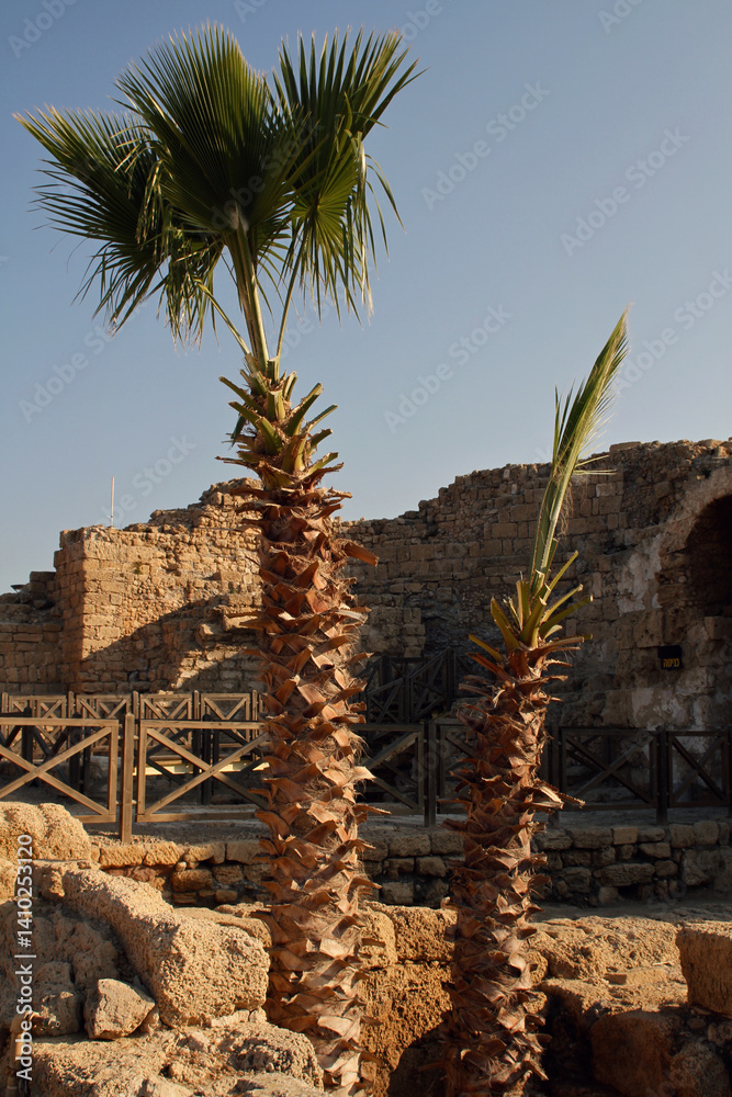 Obraz premium Palm trees at an archeological site in Israel.