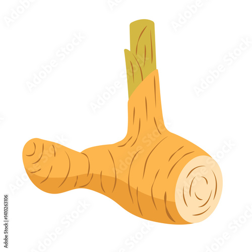 Galangal Root Botanical Drawing for Asian Cuisine and Herbal Use