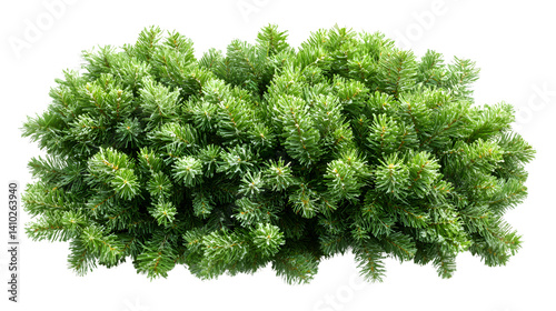 Lush Green Christmas Tree Branch with Needles Isolated