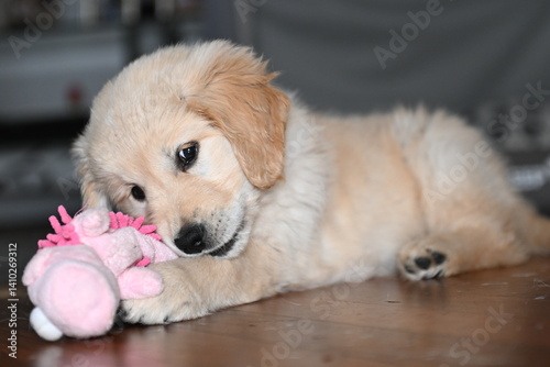 golden retriver, 2 mesi