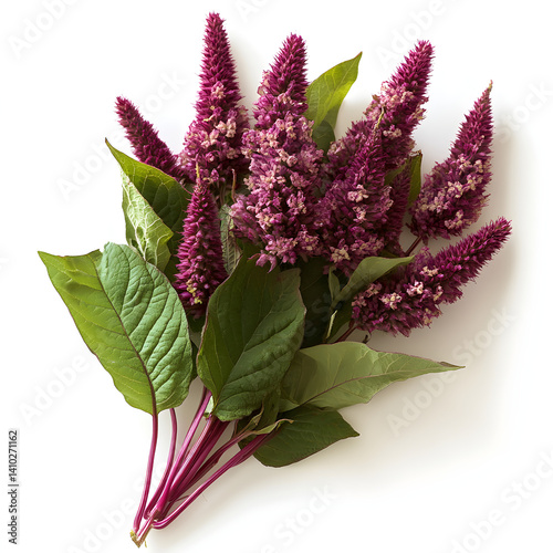 Obraz na płótnie Fresh cut amaranthus stems showing vibrant purple flowers and green leaves w salonie