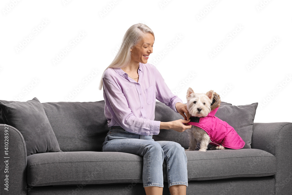 Woman sitting on a sofa and putting a coat on a westie terrier dog Woman sitting on a sofa and putting a coat on a westie terrier dog