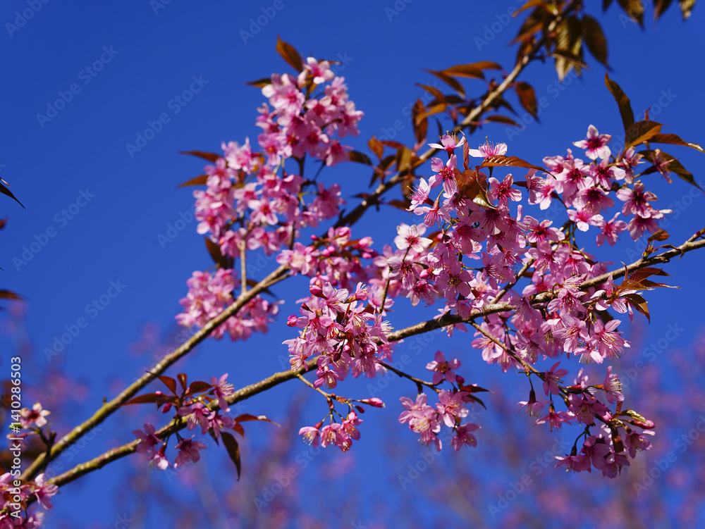 Wild Himalayan Cherry, Prunus cerasoides, Sakura in Thailand Wild Himalayan Cherry, Prunus cerasoides, Sakura in Thailand